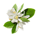 Orange Blossom 